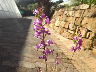 Disa procera, photographed by James Deacon
