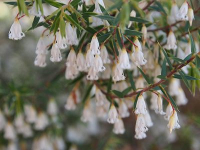 Styphelia setigera, photographed by Jesse de Vries