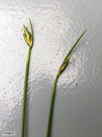 Ficinia polystachya, photographed by Chris Vynbos