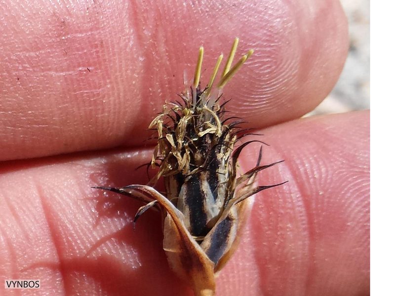 Ficinia gydomontana, photographed by Chris Vynbos