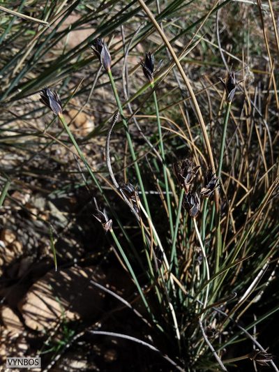 Ficinia gydomontana, photographed by Chris Vynbos