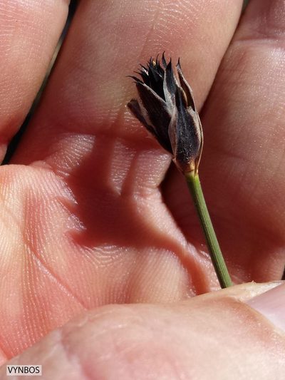 Ficinia gydomontana, photographed by Chris Vynbos