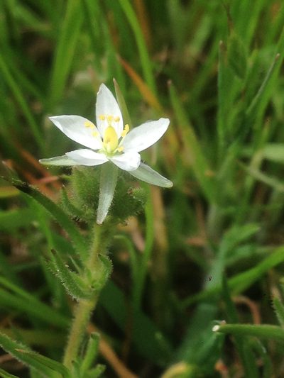 Spergularia villosa, photographed by Adam J. Searcy