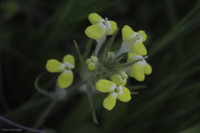 Castilleja campestris, photographed by Ken-ichi Ueda