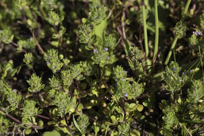 Pogogyne zizyphoroides, photographed by Ken-ichi Ueda