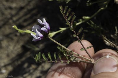 Astragalus tener, photographed by Ken-ichi Ueda