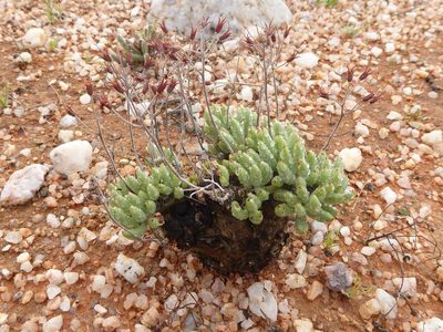 Tylecodon pearsonii, photographed by Andrew Hankey