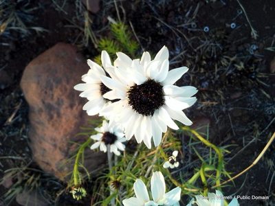 Callilepis leptophylla, photographed by Peter Warren