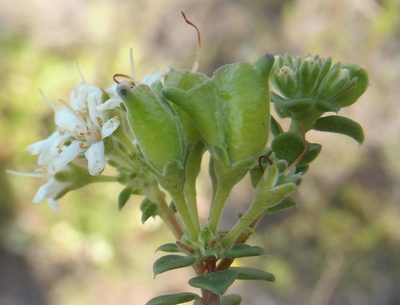 Agathosma recurvifolia, photographed by Nicola van Berkel