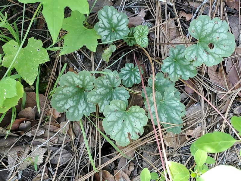 Heuchera soltisii, photographed by Craig Martin