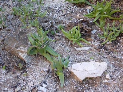 Mitrophyllum mitratum, photographed by Andrew Hankey