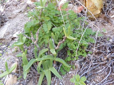 Mitrophyllum mitratum, photographed by Andrew Hankey