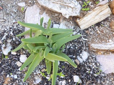 Mitrophyllum mitratum, photographed by Andrew Hankey