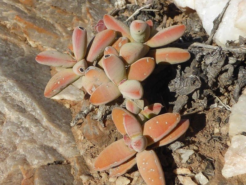 Crassula grisea, photographed by Andrew Hankey