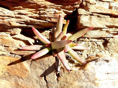 Crassula macowaniana, photographed by Andrew Hankey