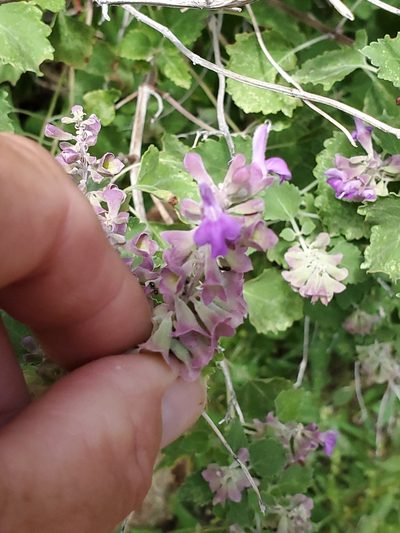 Salvia pinguifolia, photographed by Craig Martin