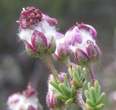 Eriocephalus purpureus, photographed by douglaseustonbrown