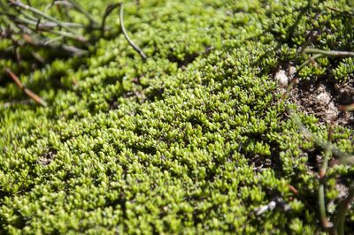 Acrosanthes parviflora, photographed by magriet b