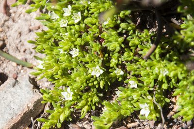 Acrosanthes parviflora, photographed by magriet b