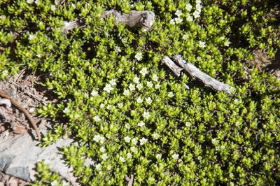 Acrosanthes parviflora, photographed by magriet b