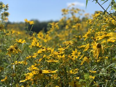 Bidens aristosa, photographed by Cazody