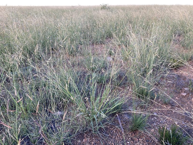 Panicum hallii, photographed by Cecelia Alexander