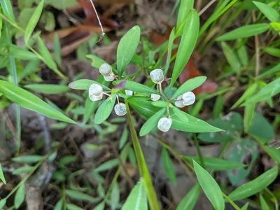 Scutellaria integrifolia, photographed by Hamilton Turner