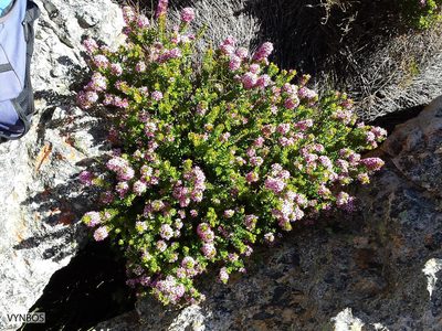 Agathosma odoratissima, photographed by Chris Vynbos