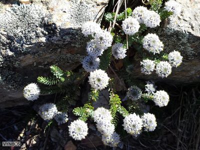 Lachnaea pomposa, photographed by Chris Vynbos