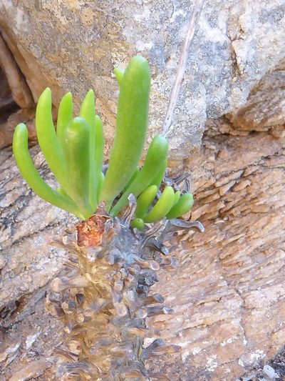 Tylecodon rubrovenosus, photographed by Andrew Hankey