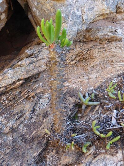 Tylecodon rubrovenosus, photographed by Andrew Hankey