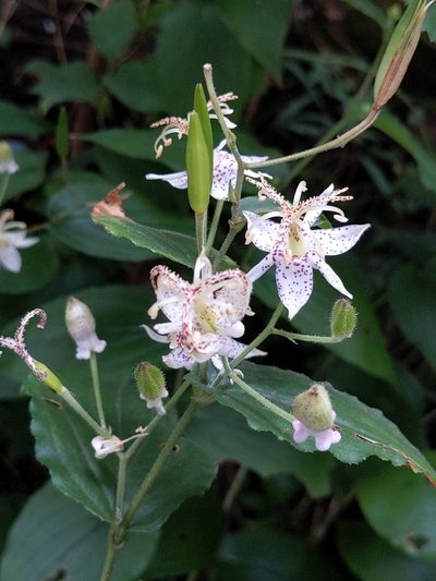 Tricyrtis macropoda, photographed by MUNENORI YAMAKAWA