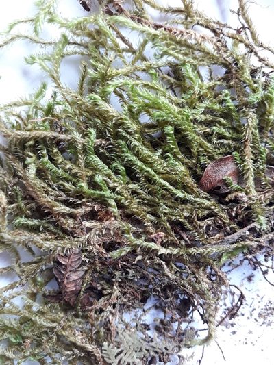 Glyphothecium sciuroides, photographed by Leon Perrie