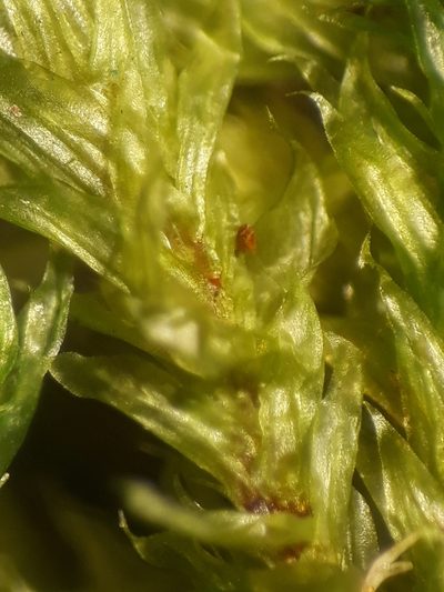 Glyphothecium sciuroides, photographed by Leon Perrie