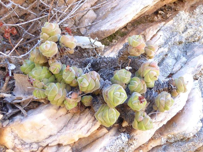 Crassula columella, photographed by Andrew Hankey