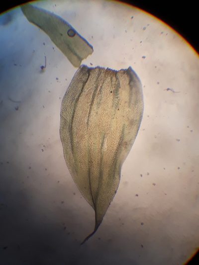 Glyphothecium sciuroides, photographed by Leon Perrie