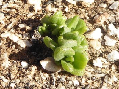 Tylecodon racemosus, photographed by Andrew Hankey