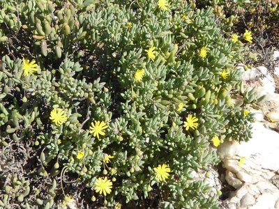 Crassothonna sedifolia, photographed by Andrew Hankey