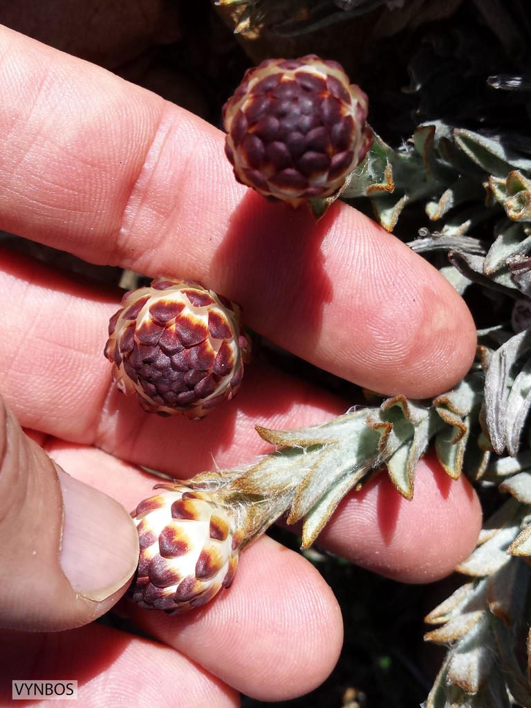 Syncarpha loganiana, photographed by Chris Vynbos