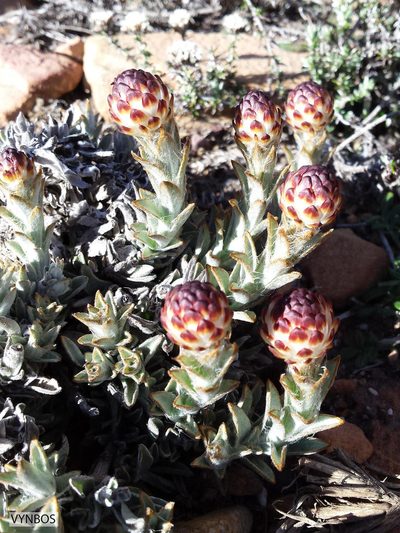 Syncarpha loganiana, photographed by Chris Vynbos