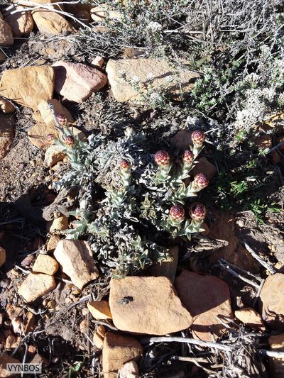 Syncarpha loganiana, photographed by Chris Vynbos