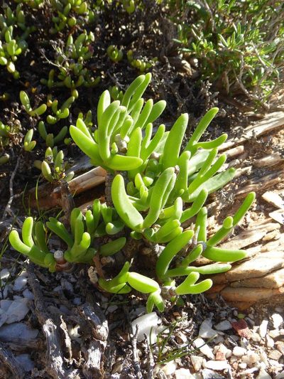 Mitrophyllum clivorum, photographed by Andrew Hankey