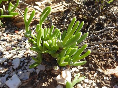 Mitrophyllum clivorum, photographed by Andrew Hankey