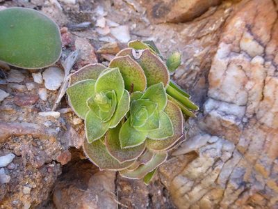 Crassula pseudhemisphaerica, photographed by Andrew Hankey