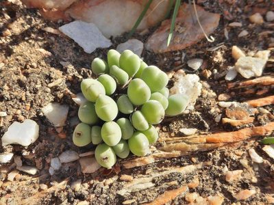 Conophytum meyeri, photographed by Andrew Hankey