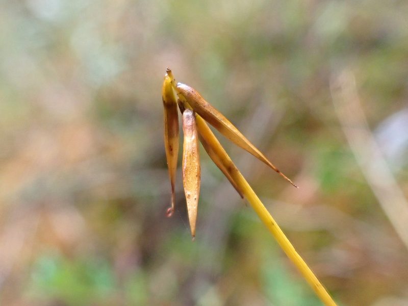 Carex pauciflora, photographed by Trevor Van Loon