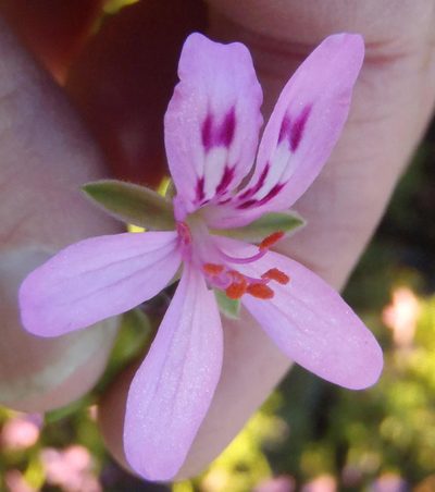 Pelargonium pseudoglutinosum, photographed by Nicola van Berkel