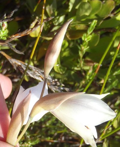 Gladiolus patersoniae, photographed by Nicola van Berkel