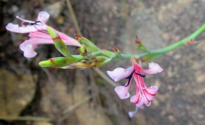Tritoniopsis revoluta, photographed by Di Turner