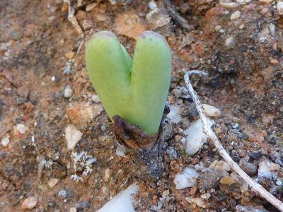 Conophytum bilobum, photographed by Andrew Hankey